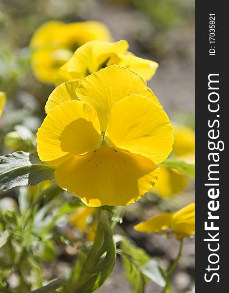 Yellow pansy on a flowerbed in back lighting