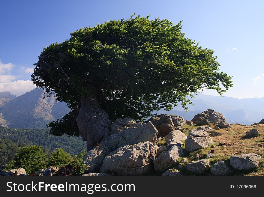 Old tree on a windy ridge