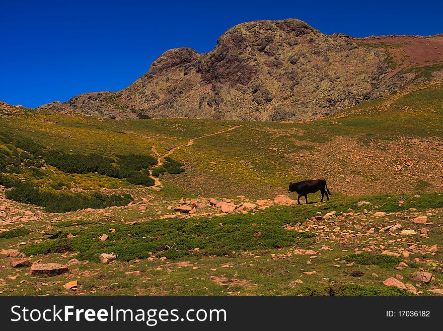 Alone bull on an alpine meadow; Corsica, France