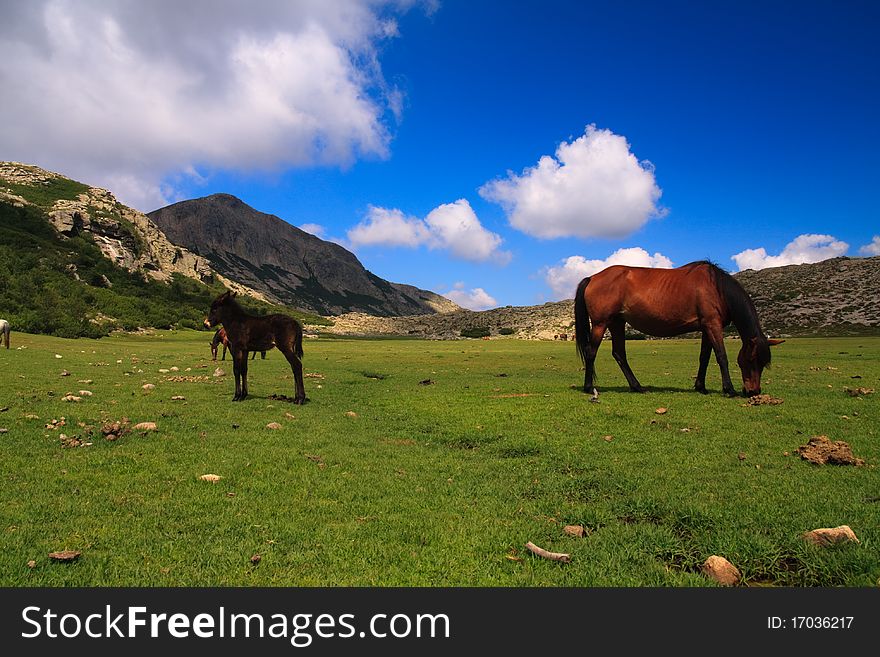 Horses On An Alpine Meadow