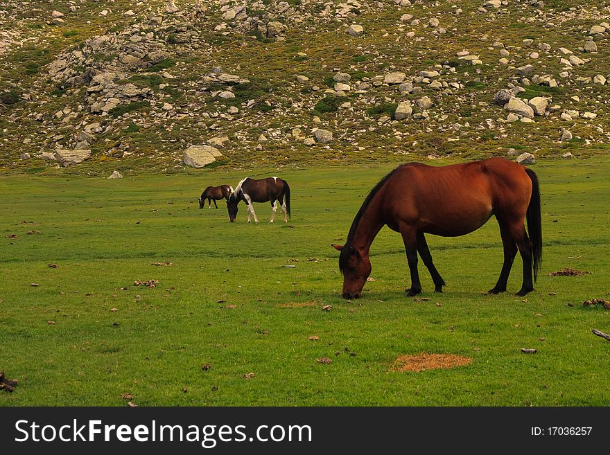 Three horses on an alpine meadow