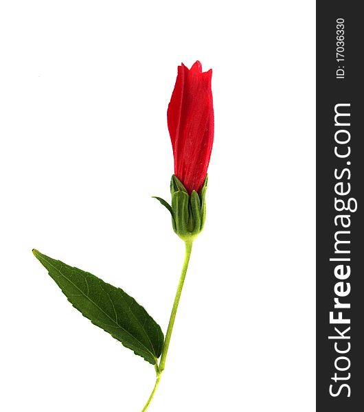 Hibiscus On A White