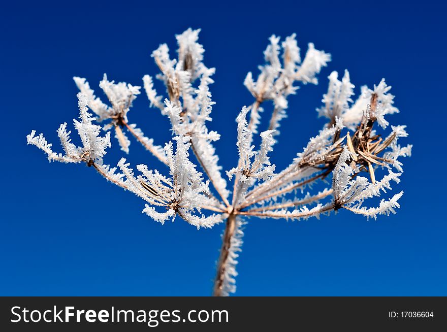 Hoarfrost on a plant. The sky is beaming blue