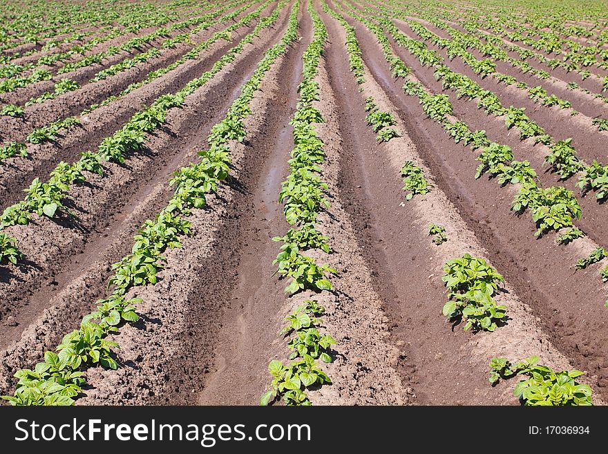 Agricultural field with rows of potatoes. Agricultural field with rows of potatoes