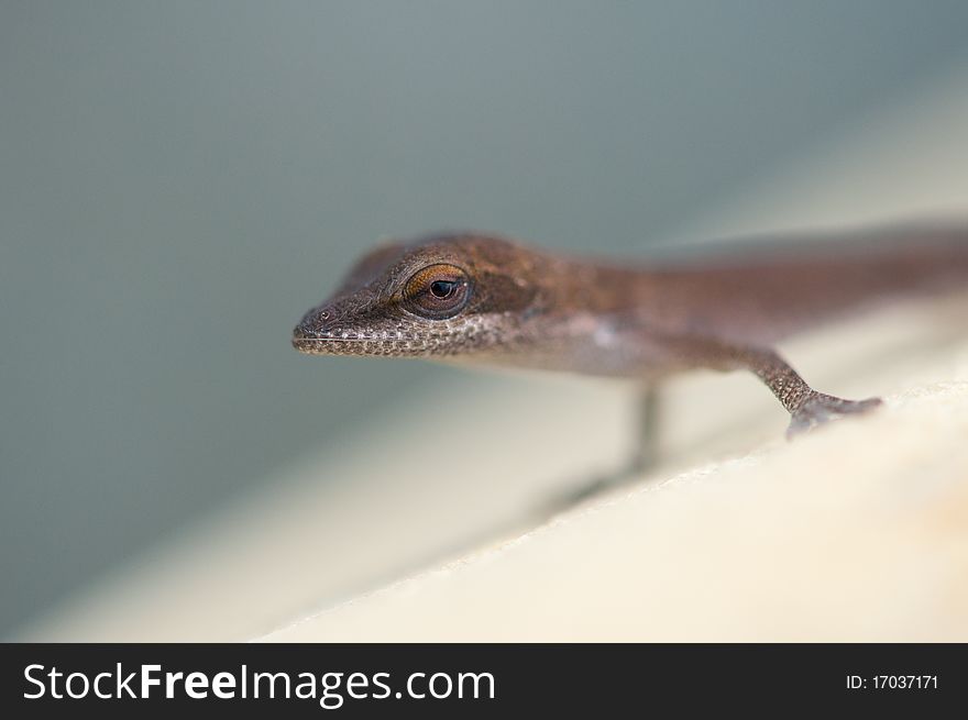 Brown Lizard closeup with eye in focus. Brown Lizard closeup with eye in focus