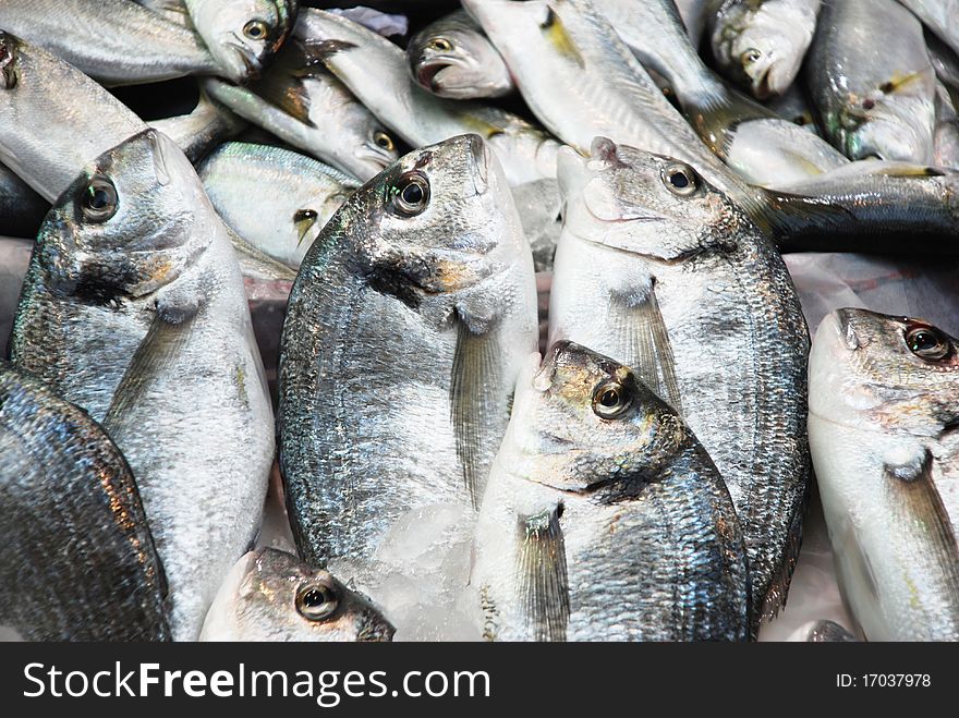 Fresh gilt-head bream to fish market