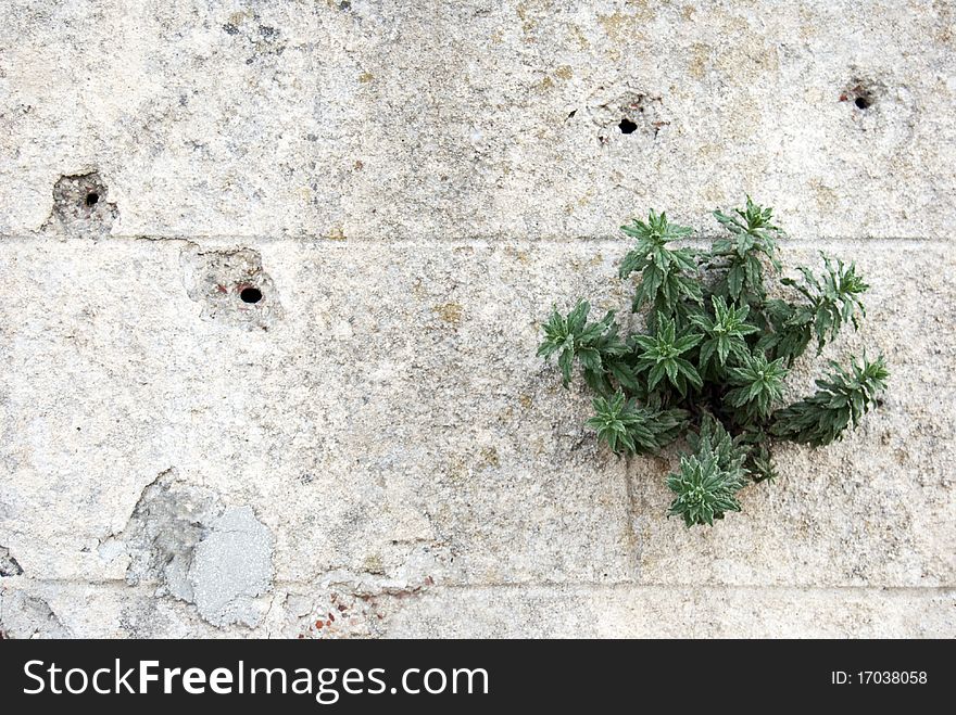 Brick wall with a blend plant