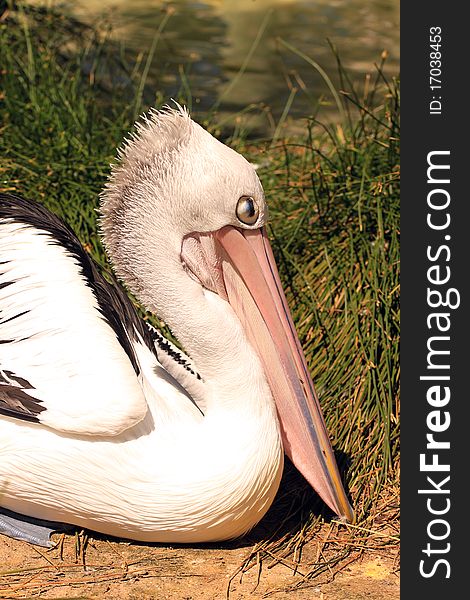 Australian Pelican Resting in Reeds - Pelecanus Conspicillatus