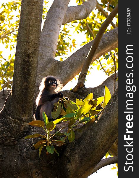 Dusky Leaf Monkey in Fig Tree