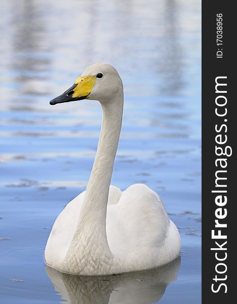 Close-up of wild swan