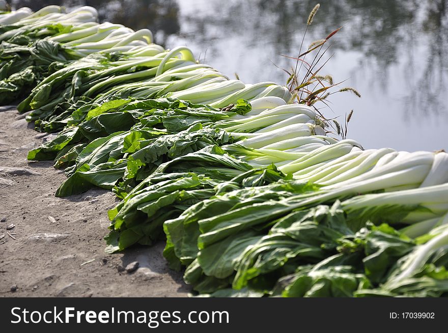 The photo shows a kind of green vegetable which is seen in Asia popularly. The photo shows a kind of green vegetable which is seen in Asia popularly
