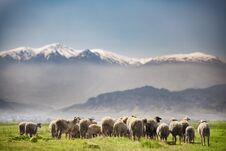 Sheep Herd Feeding In The Meadow In Spring Season With A Snowy Mountain On The Background Royalty Free Stock Photography