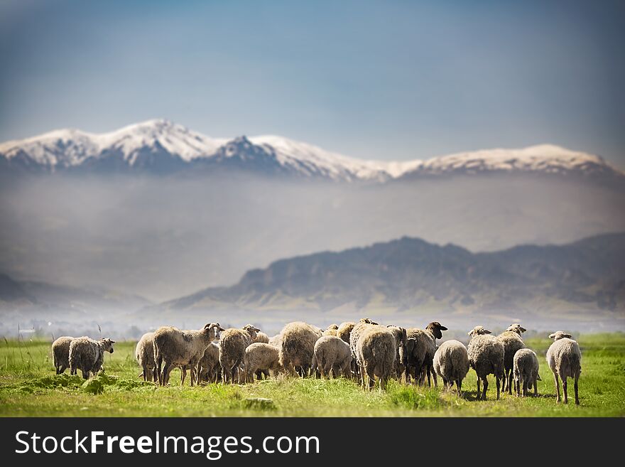 Sheep Herd Feeding In The Meadow In Spring Season With A Snowy Mountain On The Background