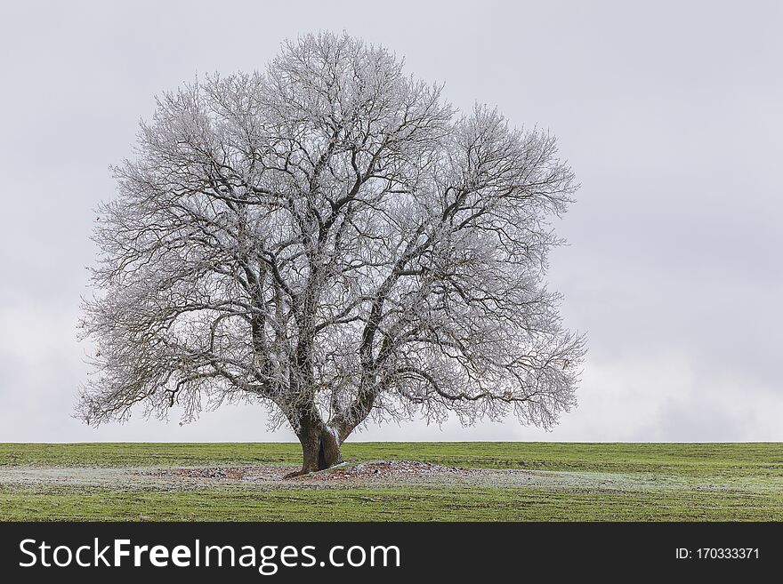 Frozen tree on green field