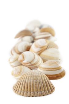 Bunch Of Seashells Stock Images Bunch Of Seashells Stock Images