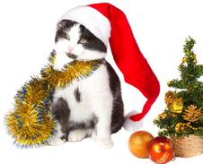Kitten As Santa Claus And Christmas Tree Stock Photo