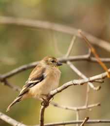American Goldfinch, Carduelis Tristis Royalty Free Stock Image