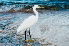 White Heron Stock Photography
