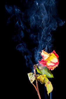 Rose Withered In Smoke From Cigarettes Royalty Free Stock Photos Rose Withered In Smoke From Cigarettes Royalty Free Stock Photos