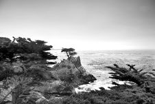Lonely Pine At The 17-Mile Drive Royalty Free Stock Images