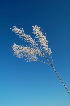 Bare Frozen Branch Under The Blue Sky Stock Photography Bare Frozen Branch Under The Blue Sky Stock Photography