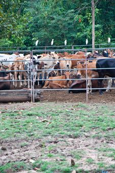 Thai Cow Farm Stock Image