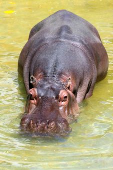 Hippopotomus Amphibius. Stock Images Hippopotomus Amphibius. Stock Images