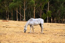 Horse Grazing On Dry Grass In Sloped Paddock Stock Image Horse Grazing On Dry Grass In Sloped Paddock Stock Image