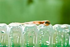 Closeup Of Little Lizard On Plastic Bottle Stock Photography Closeup Of Little Lizard On Plastic Bottle Stock Photography