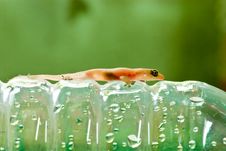 Closeup Of Little Lizard On Plastic Bottle Stock Photo Closeup Of Little Lizard On Plastic Bottle Stock Photo
