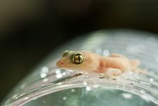 Closeup Of Little Lizard On Plastic Bottle Stock Photo
