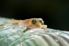 Closeup Of Little Lizard On Plastic Bottle Stock Photography