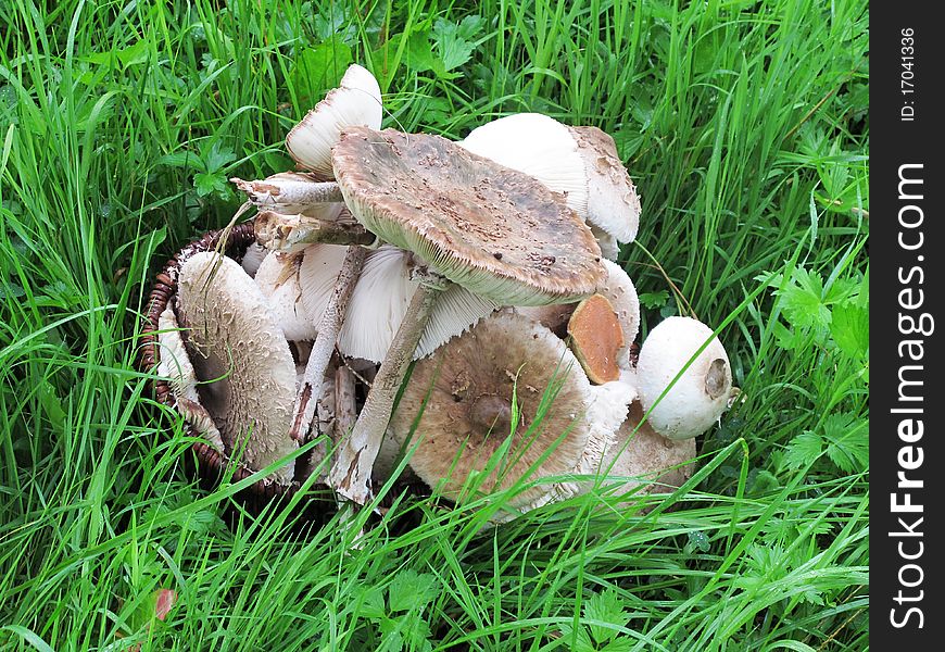 Basket of parasol mushrooms lying on the grass