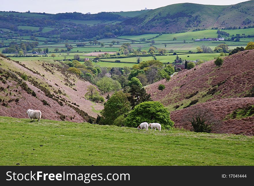 A Rural Landscape in Shropshire, England