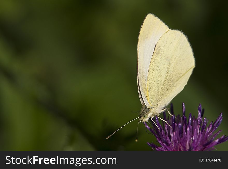 Pieris brassicae white butterfly on purple flower
