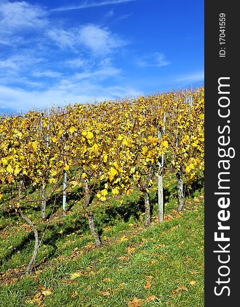 Vineyard near Stuttgart in autumn