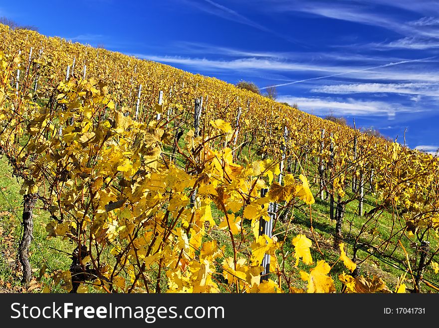 Vineyard near Stuttgart in autumn