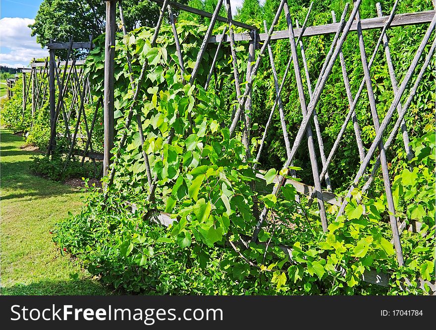 Fence With Green Climbers.