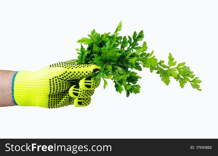 Bunch of green parsley in the worker`s hand with protective glove isolated on white surface. Bunch of green parsley in the worker`s hand with protective glove isolated on white surface.