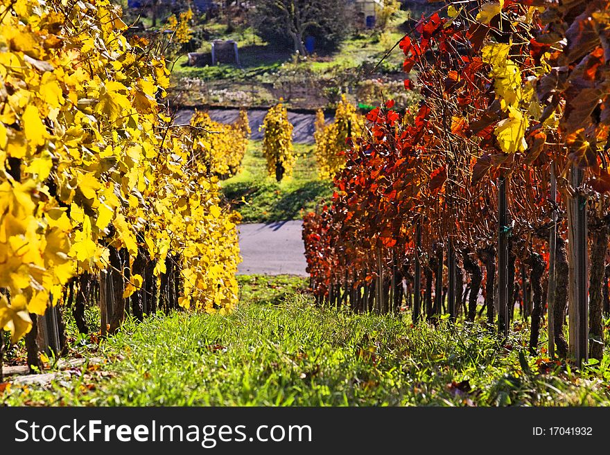 Vineyard near Stuttgart in autumn. Vineyard near Stuttgart in autumn