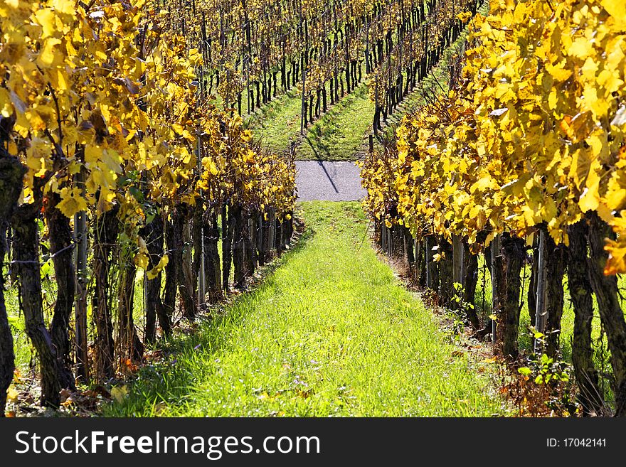 Vineyard near Stuttgart in autumn. Vineyard near Stuttgart in autumn