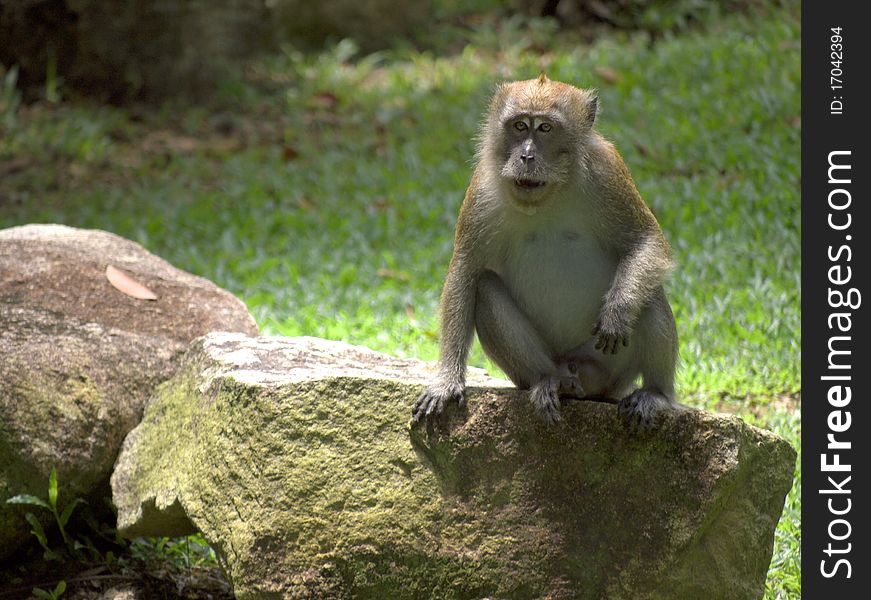 Adult monkey surveying and guarding its terrain. Adult monkey surveying and guarding its terrain