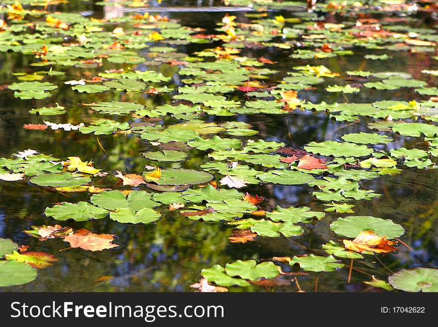 Lily leafs on the lake