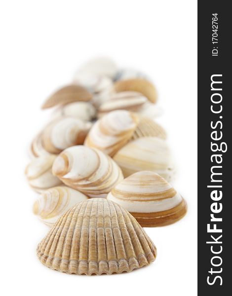 A bunch of seashells isolated over white