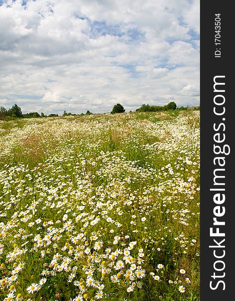 Field with many wild chamomiles. Field with many wild chamomiles