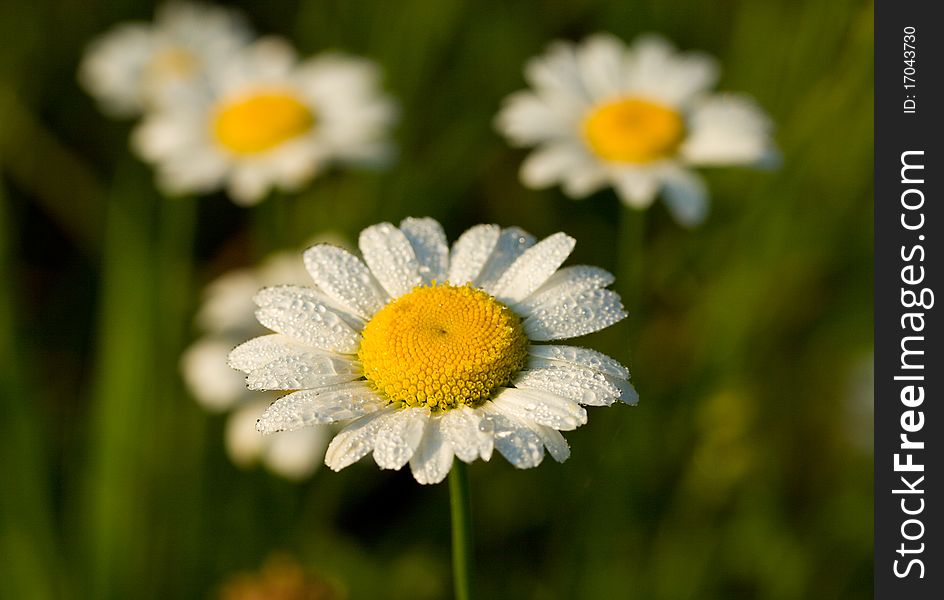 Close-up camomile in early dew