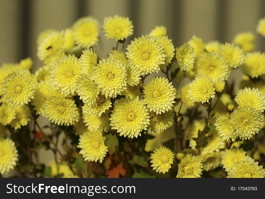 Many flowers of yellow chrysanthemums, illuminated by bright sunlight, horizontal