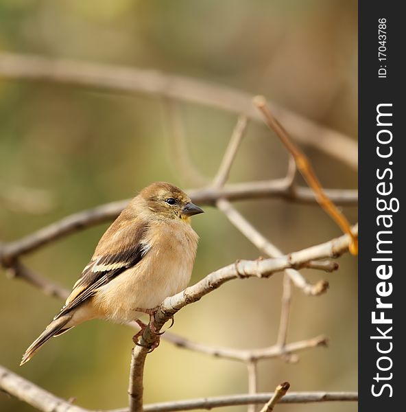 American goldfinch, Carduelis tristis, perched on a tree branch