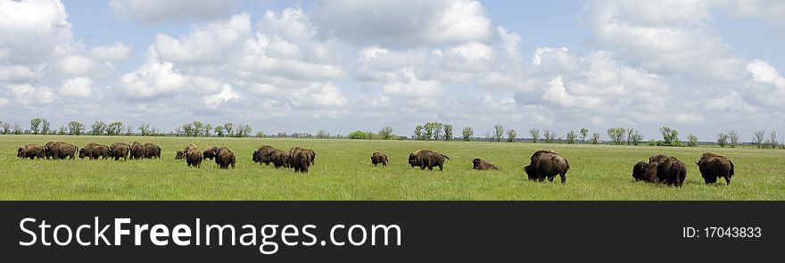 A herd of buffalo grazing in the middle of the green steppe, prairie, view, sunny day. A herd of buffalo grazing in the middle of the green steppe, prairie, view, sunny day