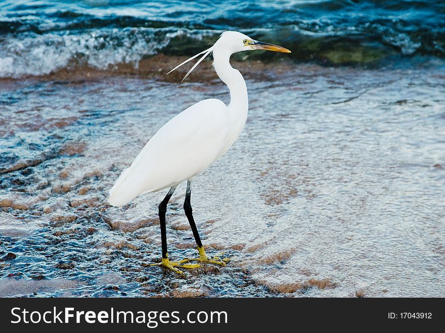 Closeup of white heron with two tufts on sea background